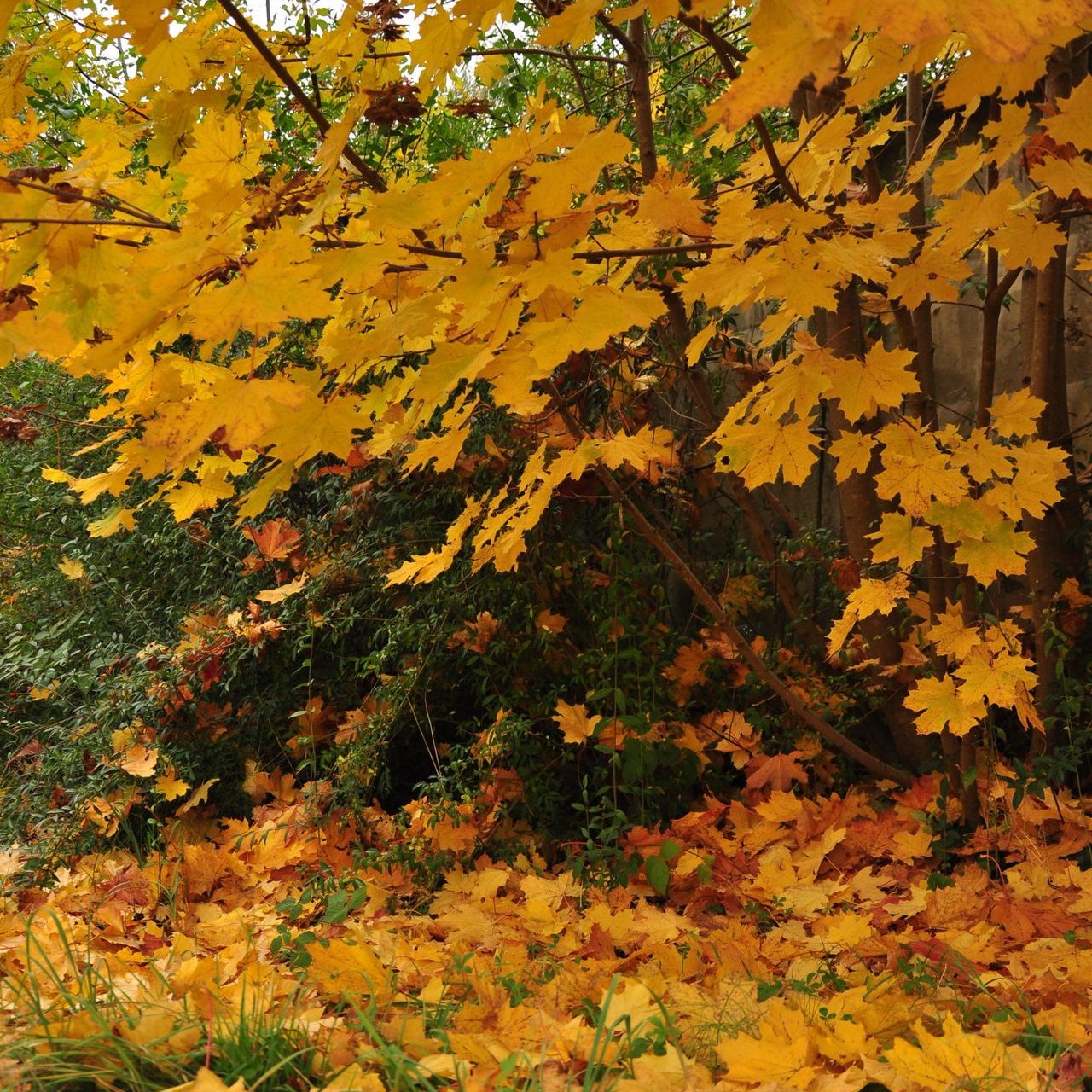 pexels 2148518852 34301011 (1) Close up of yellow leaves fallen on green grass